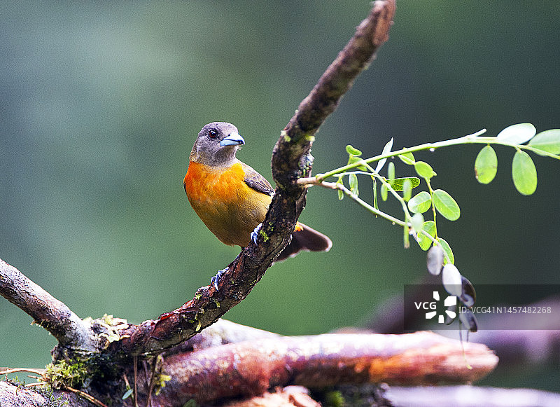 中美洲咬鹃特写，地点：哥斯达黎加萨韦格雷河图片素材