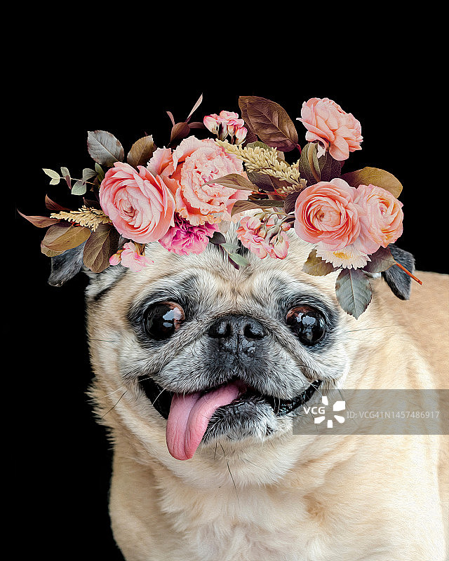 戴着花冠的哈巴狗趣味照片插画图片素材