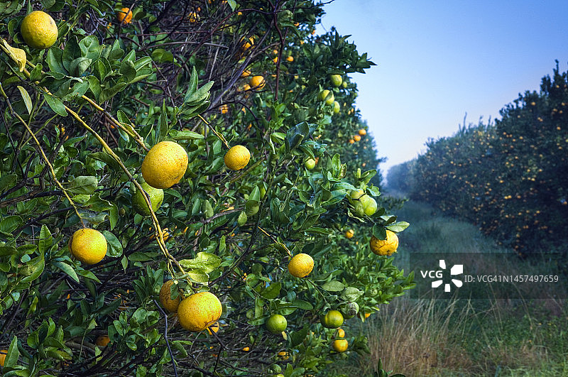 橙子园丰收景象图片素材