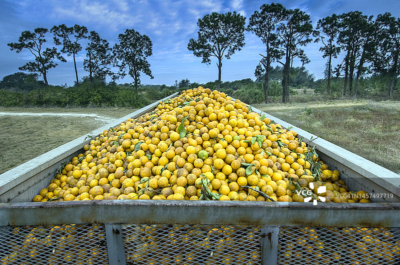 橙子园，采摘的橙子图片素材
