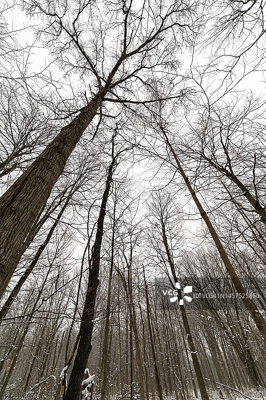 保护区的降雪图片素材