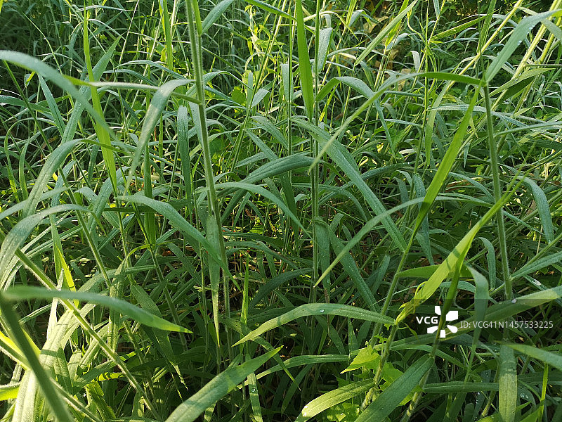 互花黍绿草图片素材