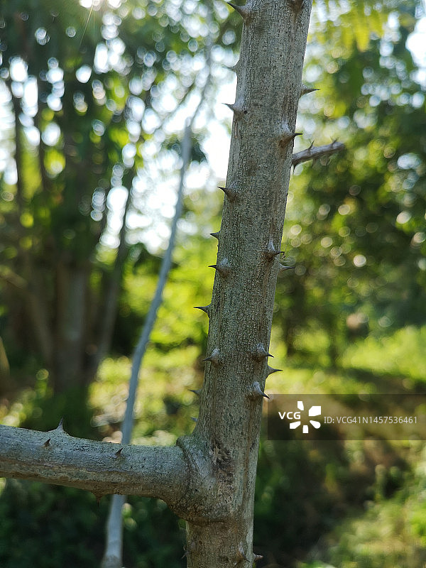 泰国柠檬刺图片素材