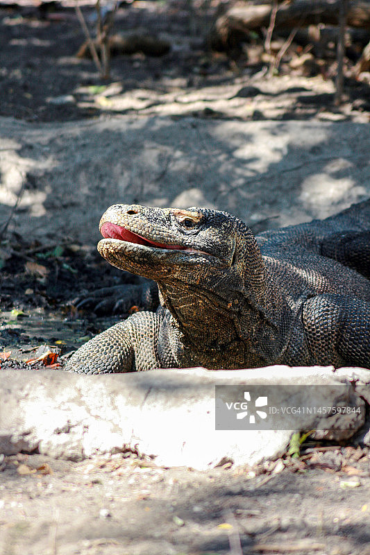 印度尼西亚科莫多岛的科莫多巨蜥图片素材