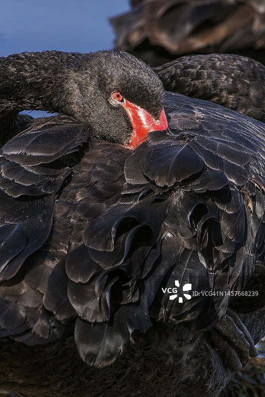黑天鹅（Cygnus Atratus）头部特写——澳大利亚西部珀斯图片素材
