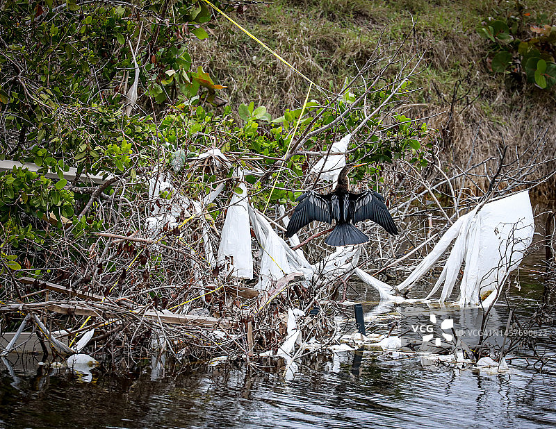 萨尼贝尔岛野生动物飓风灾后恢复图片素材