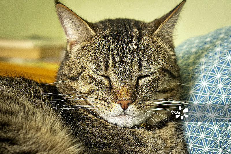 美丽的虎斑猫睡觉的肖像图片素材