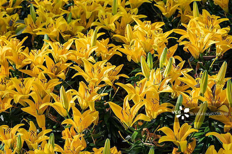 花园里生长的黄色百合花图片素材
