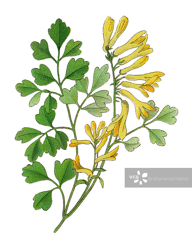 黄紫堇老式石版画植物插图图片素材