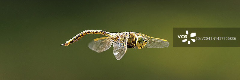 飞行中的蜻蜓特写图片素材