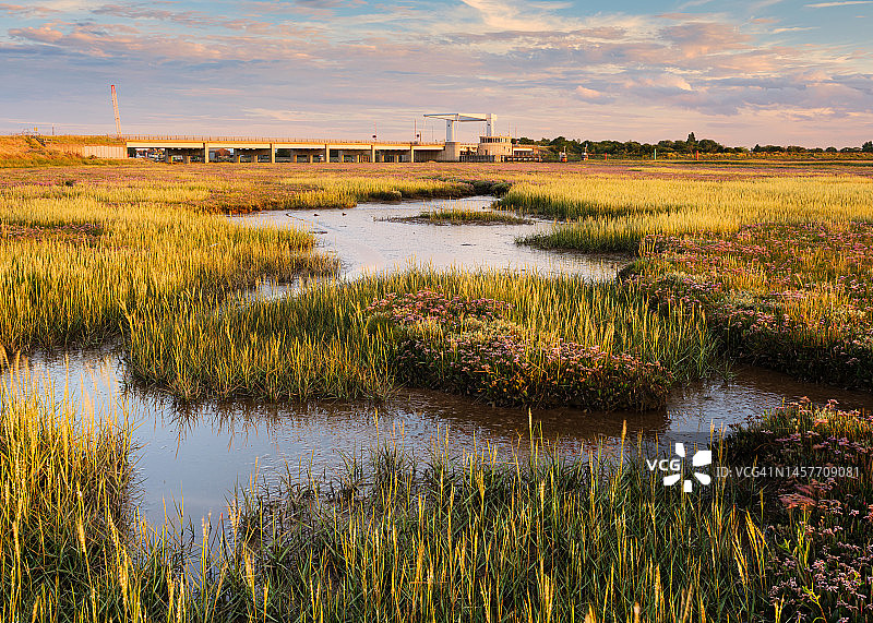 英国诺福克郡雅茅斯布雷登河口盐沼上生长的海薰衣草，背景是布雷登桥图片素材