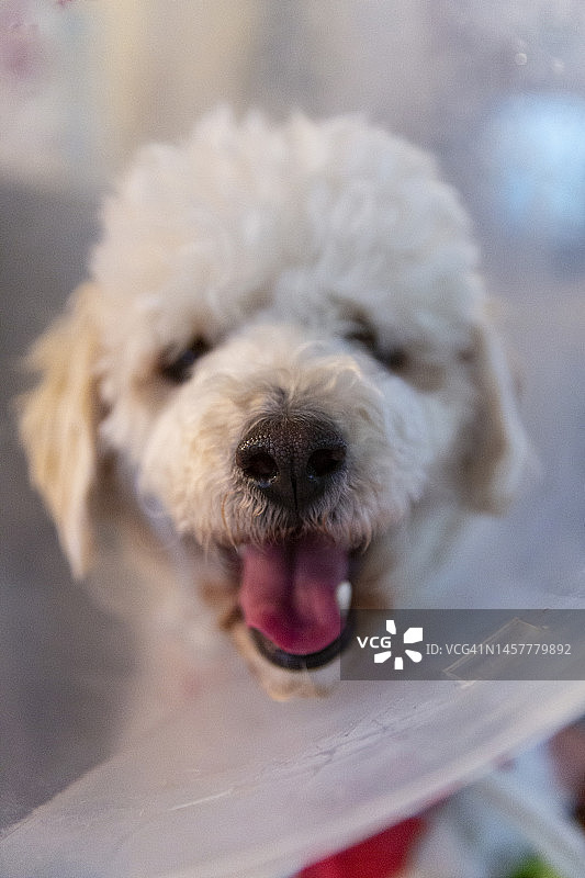 头上戴着颈圈的马尔济斯贵宾犬混血图片素材