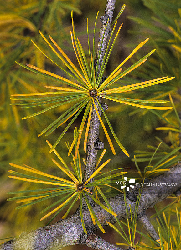 落叶松，秋季的轮状叶图片素材