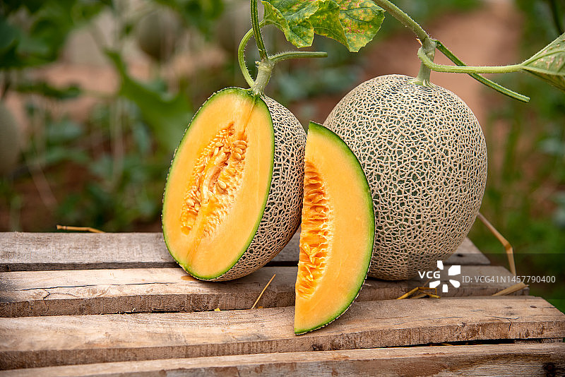 温室里悬挂的蜜瓜图片素材