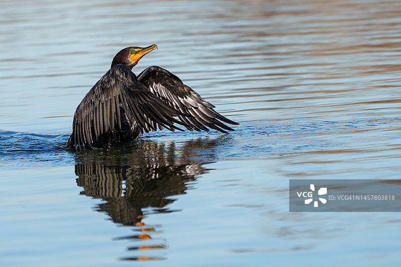贪婪的人图片素材