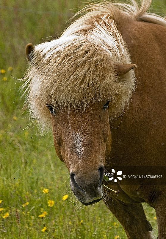 冰岛马-米湖图片素材