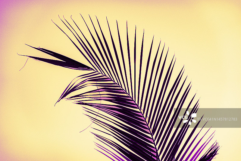 流动棕榈叶图片素材