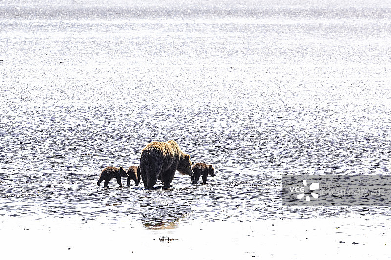 阿拉斯加棕熊家庭图片素材