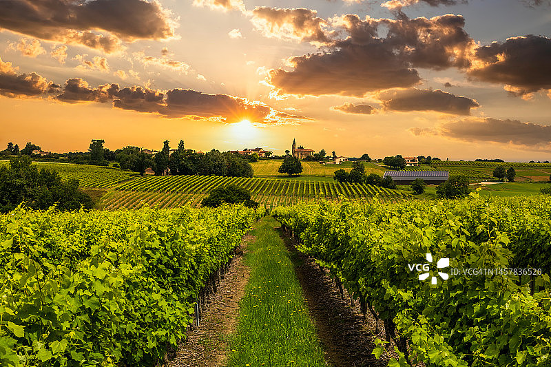 法国小镇日落时分的葡萄园图片素材