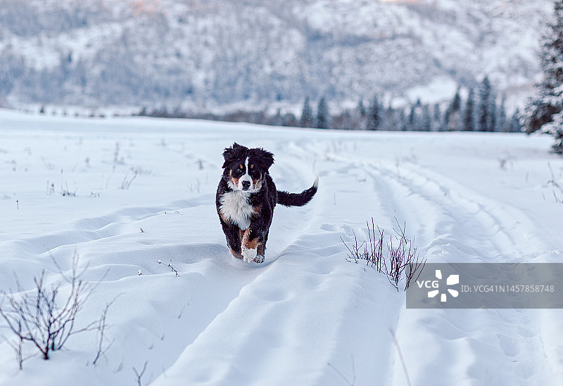 在雪地冬季森林中的伯恩山犬小狗图片素材