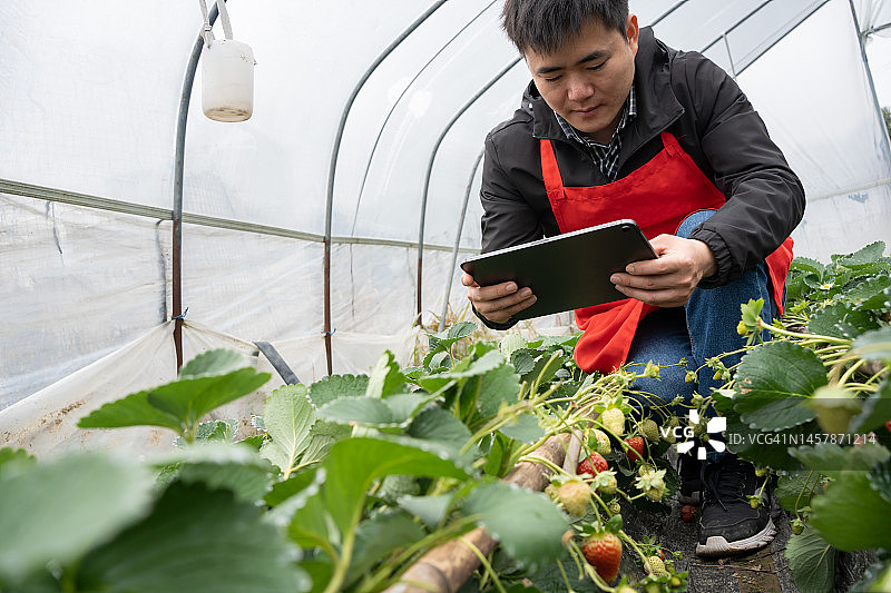 男人看着草莓地图片素材