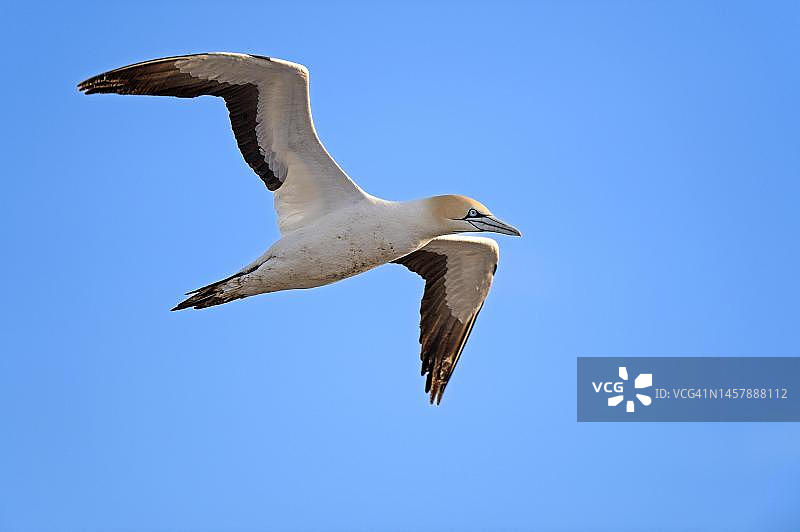 南非西开普省兰伯茨湾鸟岛的鲣鸟图片素材