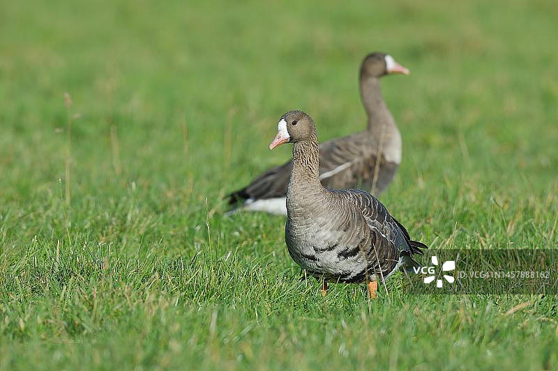 白额雁，雄性站在草地上，背景是雌性，德国北莱茵-威斯特法伦州下莱茵区图片素材