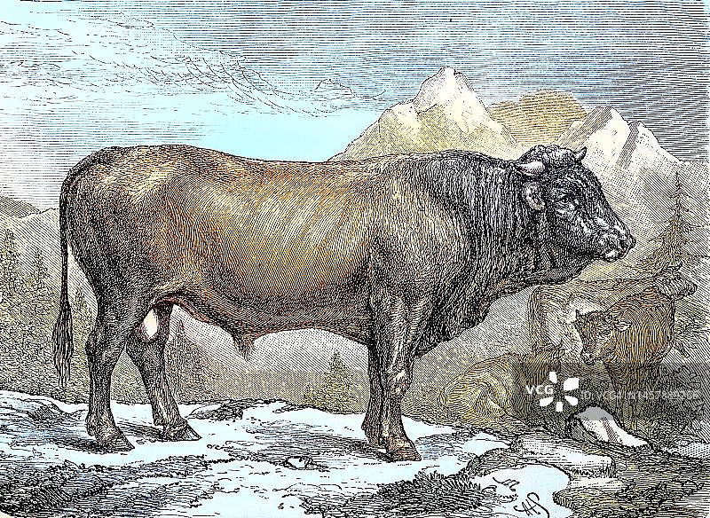 瑞士Schyz品种的公牛，19世纪原版数字复制品图片素材
