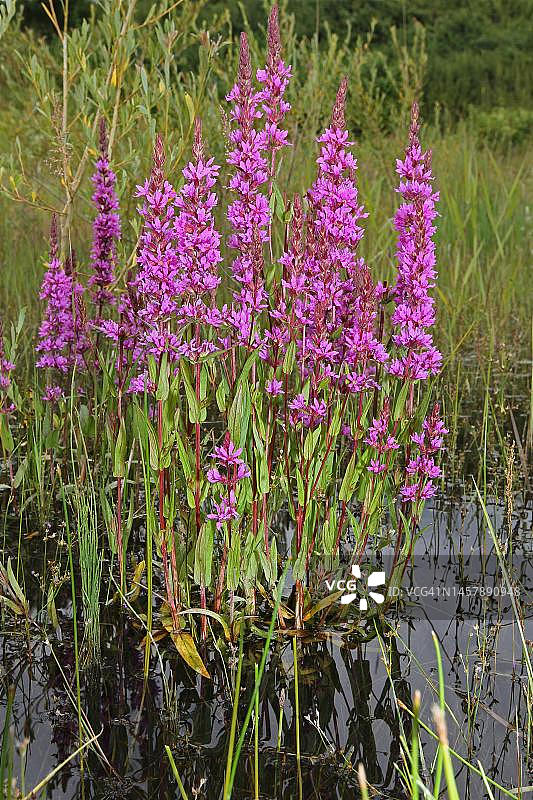千屈菜，德国巴伐利亚州阿尔高图片素材