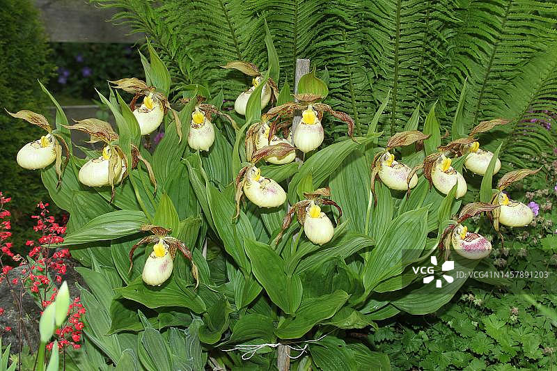 肯塔基杓兰图片素材