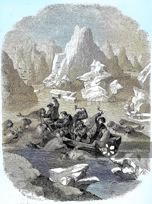 1880年格陵兰海象攻击船只历史照片数字修复图片素材