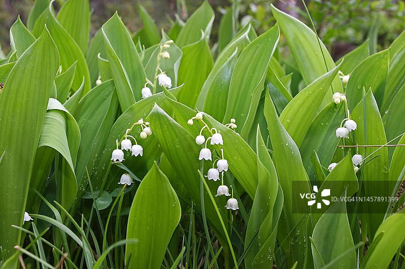 奥地利蒂罗尔的铃兰图片素材