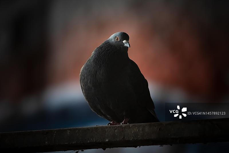 德国汉堡：阿尔斯特河桥下的城市家鸽图片素材