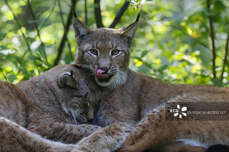 依偎在一起的欧亚猞猁（德国）图片素材