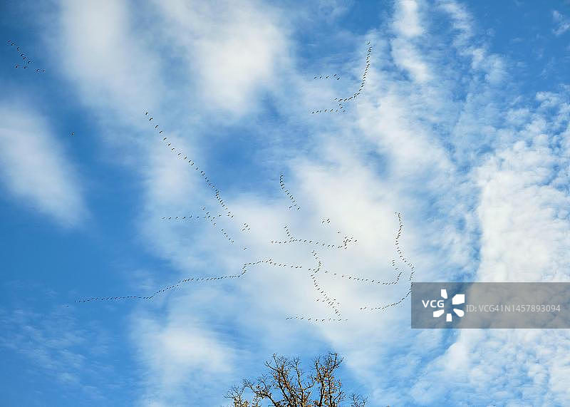 德国萨克森-安哈尔特州的飞行编队普通鹤（Grus grus）图片素材