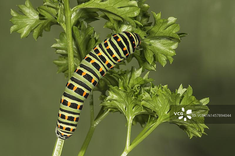 燕尾蝶毛毛虫以欧芹为食，德国巴登-符腾堡州图片素材