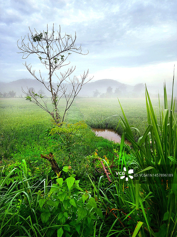 稻田风光图片素材