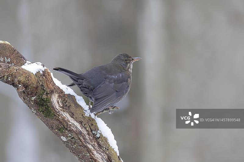 德国的雌性黑鹂图片素材