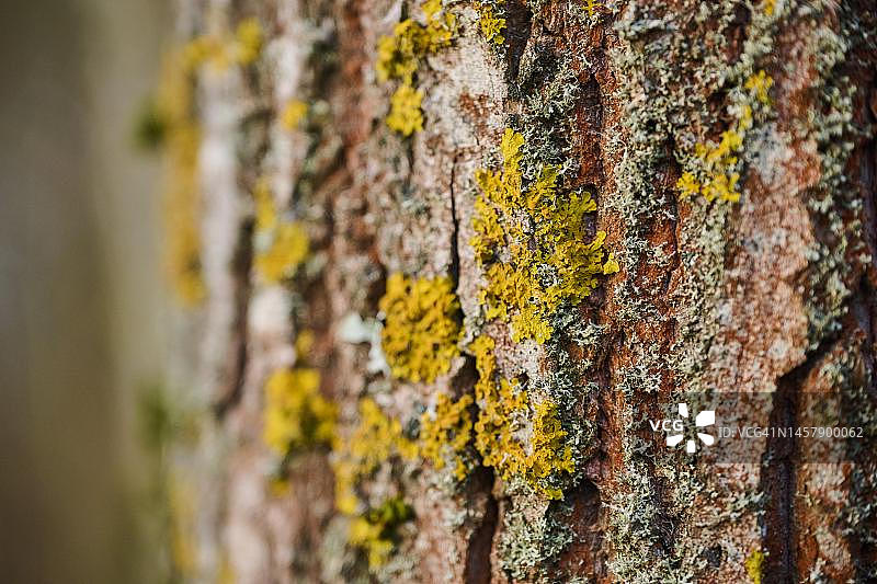德国巴伐利亚树皮上常见的橘色地衣(Xanthoria parietina)特写图片素材