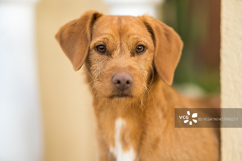 夏日里年轻的维兹拉犬，匈牙利布拉科犬图片素材