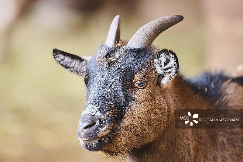 德国巴伐利亚农场里的家山羊图片素材