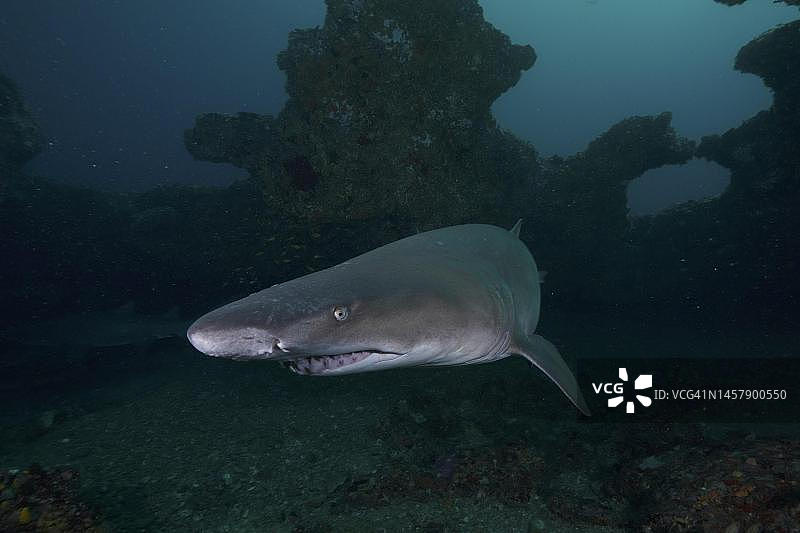 南非虎鲨洞穴昏暗氛围图片素材
