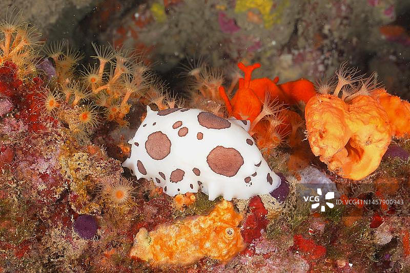 豹纹海牛与黄色簇海葵，西班牙克雷乌斯角海洋保护区图片素材