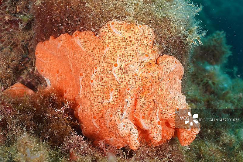 橙色海绵垫、海洋海绵(Haliclona fulva),拍摄于西班牙布拉瓦海岸克雷乌斯海角海洋保护区,地中海图片素材