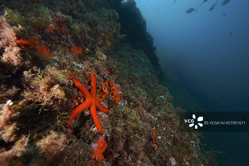 地中海红海星图片素材