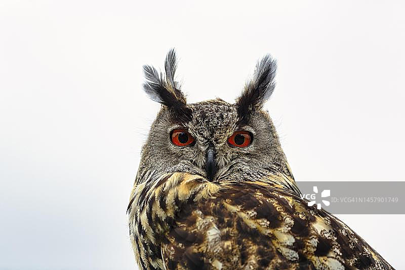 欧亚雕鸮特写，白色背景前，羽毛竖立，目光专注，索林自然公园，德国下萨克森州图片素材