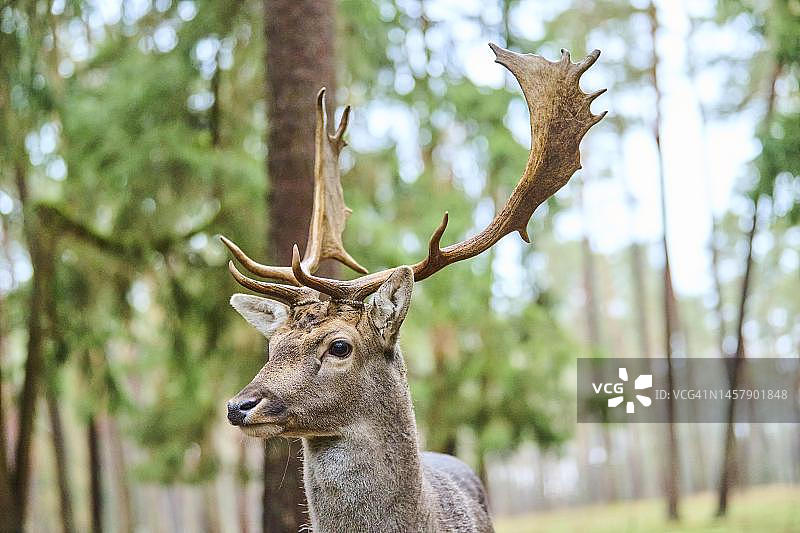 欧洲黇鹿的肖像，德国巴伐利亚森林图片素材
