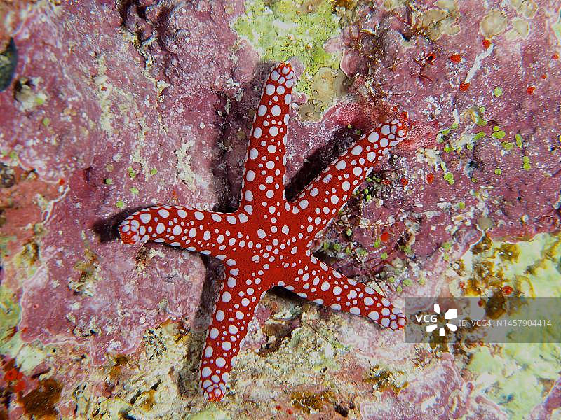 加尔达加海星，红海潜水点，埃及图片素材