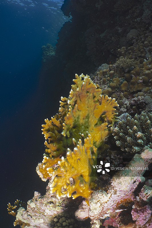 陡峭墙壁上的网状火珊瑚(Millepora dichotoma),埃及红海沙布马萨阿拉姆潜水点图片素材