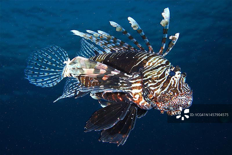 狮子鱼，古尔代盖，埃及，红海图片素材